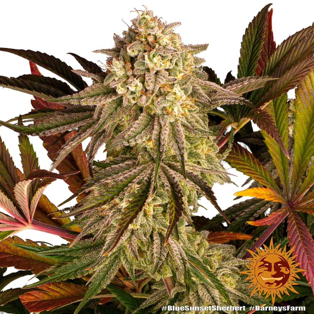 Blue Sunset Sherbert | PHOTOFEM | Barneys Farm - Freigestellt 2026-05-22