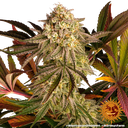 Blue Sunset Sherbert | PHOTOFEM | Barneys Farm - Freigestellt 2026-05-22