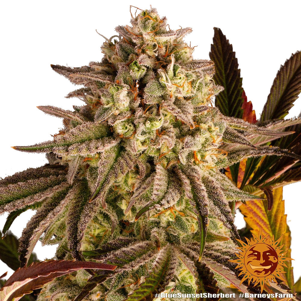 Blue Sunset Sherbert | PHOTOFEM | Barneys Farm - Freigestellt 2026-05-22