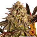Blue Sunset Sherbert | PHOTOFEM | Barneys Farm - Freigestellt 2026-05-22