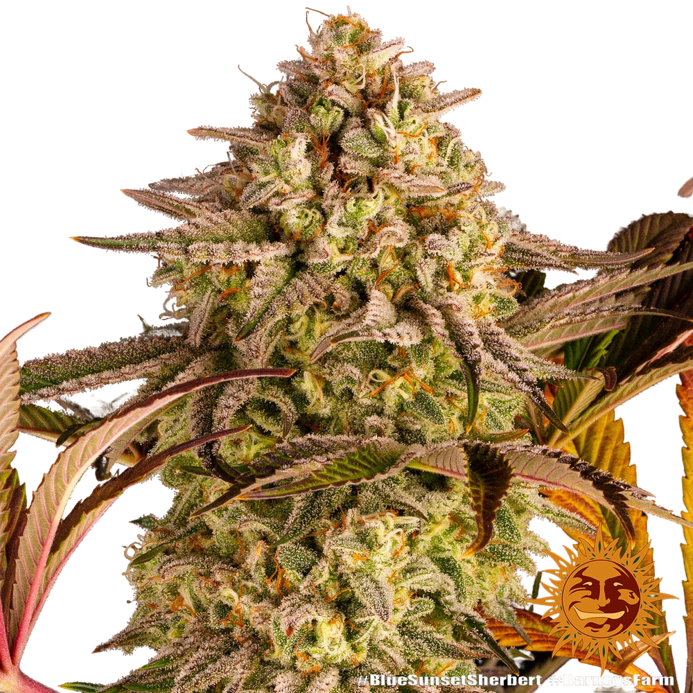 Blue Sunset Sherbert | PHOTOFEM | Barneys Farm - Freigestellt 2026-05-22