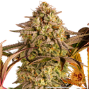 Blue Sunset Sherbert | PHOTOFEM | Barneys Farm - Freigestellt 2026-05-22