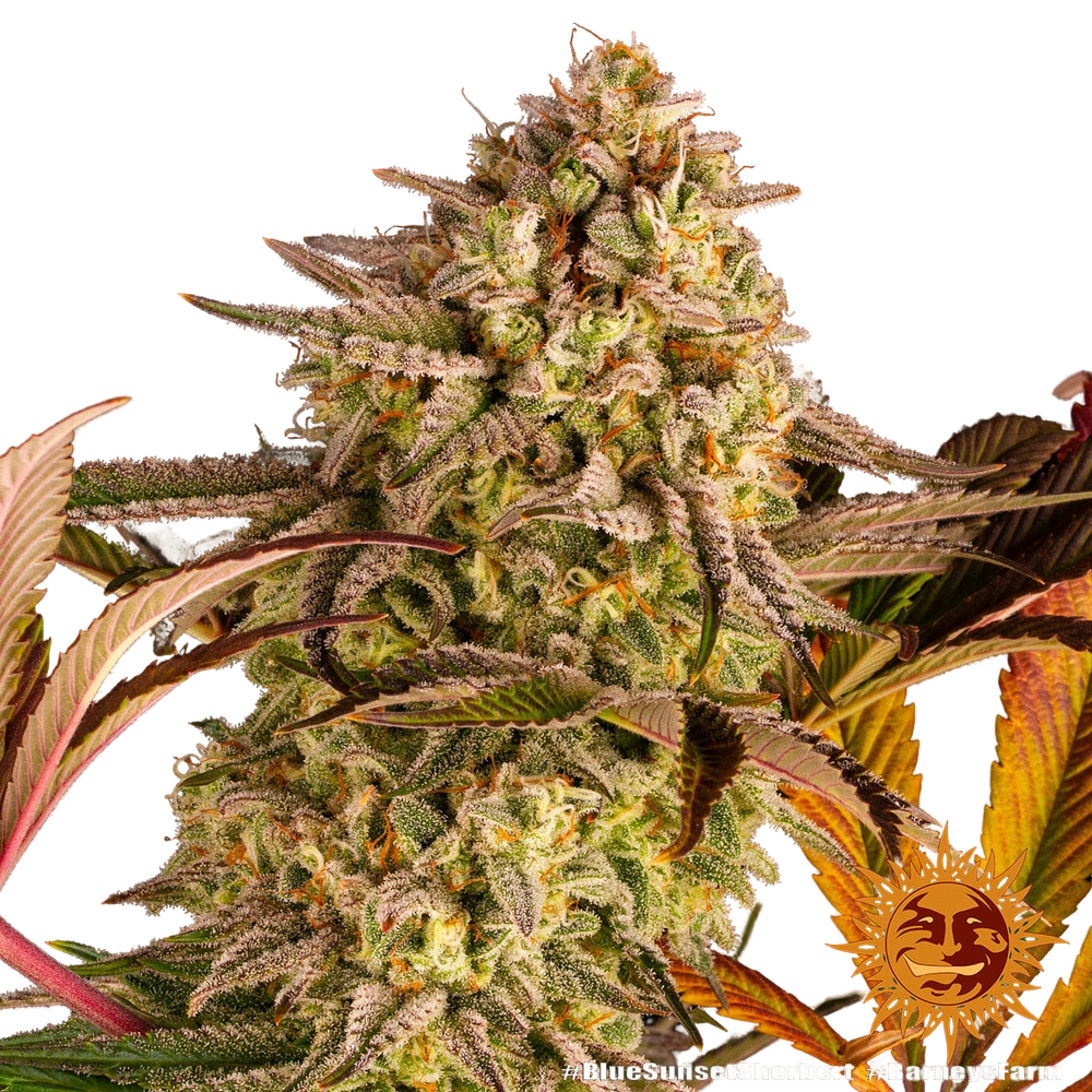 Blue Sunset Sherbert | PHOTOFEM | Barneys Farm - Freigestellt 2026-05-22