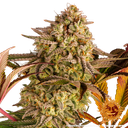 Blue Sunset Sherbert | PHOTOFEM | Barneys Farm - Freigestellt 2026-05-22