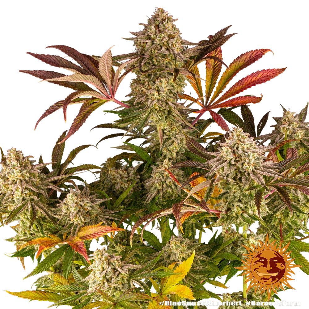 Blue Sunset Sherbert | PHOTOFEM | Barneys Farm - Freigestellt 2026-05-22
