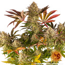 Blue Sunset Sherbert | PHOTOFEM | Barneys Farm - Freigestellt 2026-05-22