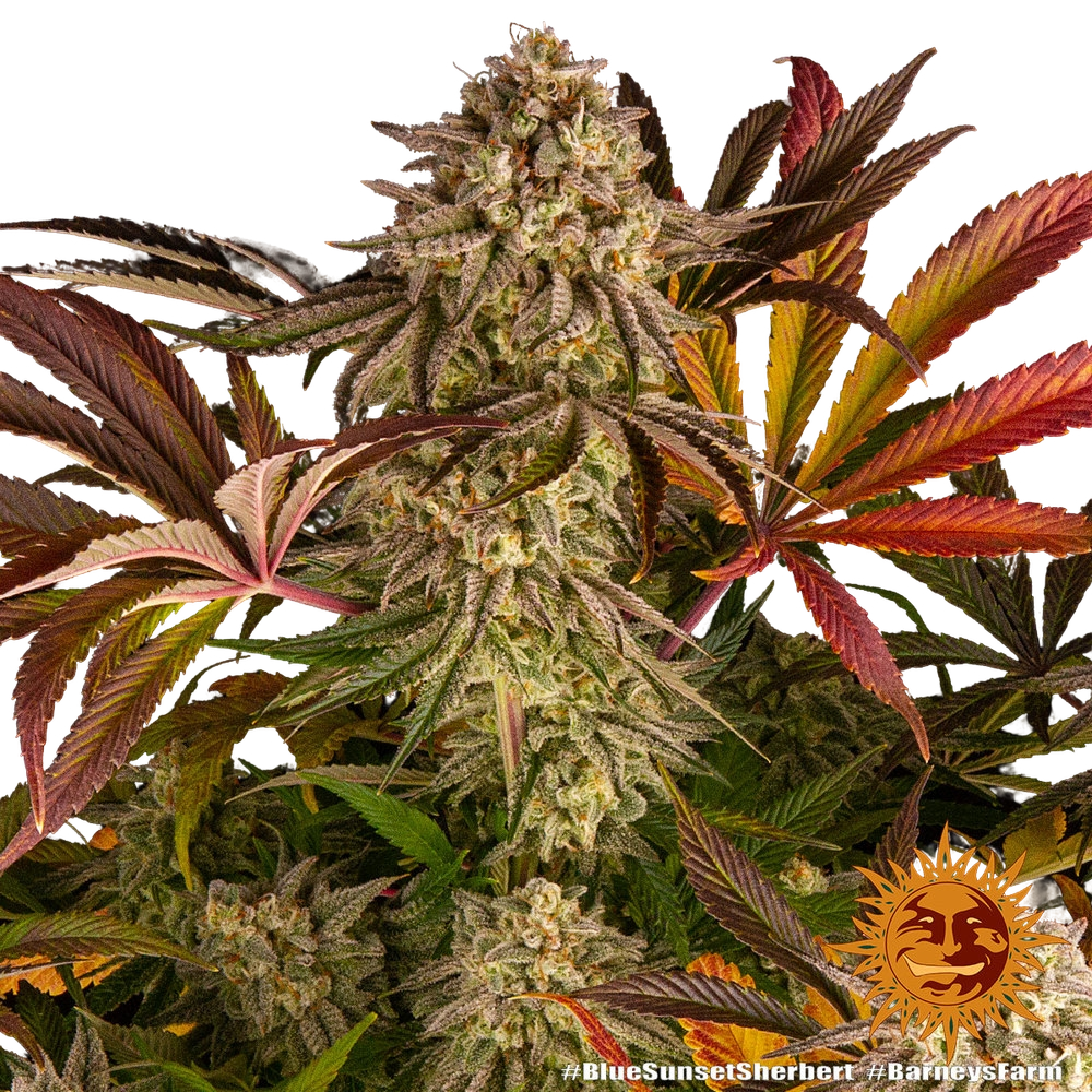 Blue Sunset Sherbert | PHOTOFEM | Barneys Farm - Freigestellt 2026-05-22
