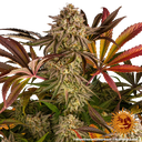 Blue Sunset Sherbert | PHOTOFEM | Barneys Farm - Freigestellt 2026-05-22