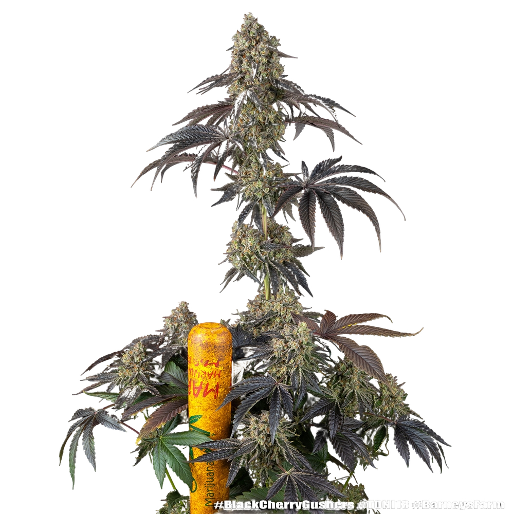 Black Cherry Gushers | PHOTOFEM | Barneys Farm - Freigestellt 2026-05-31