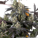 Black Cherry Gushers | PHOTOFEM | Barneys Farm - Freigestellt 2026-05-31