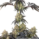 Black Cherry Gushers | PHOTOFEM | Barneys Farm - Freigestellt 2026-05-31