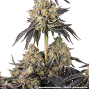 Black Cherry Gushers | PHOTOFEM | Barneys Farm - Freigestellt 2026-05-31