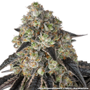Black Cherry Gushers | PHOTOFEM | Barneys Farm - Freigestellt 2026-05-31