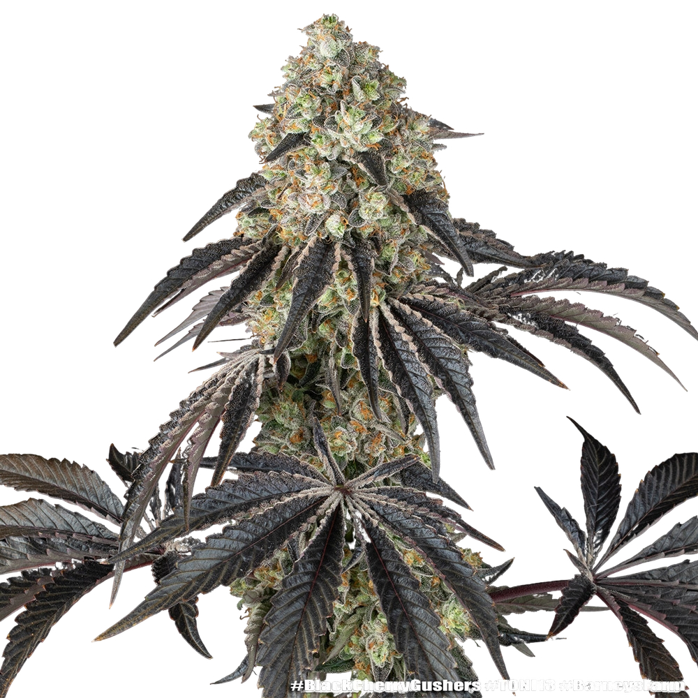 Black Cherry Gushers | PHOTOFEM | Barneys Farm - Freigestellt 2026-05-31