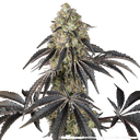 Black Cherry Gushers | PHOTOFEM | Barneys Farm - Freigestellt 2026-05-31