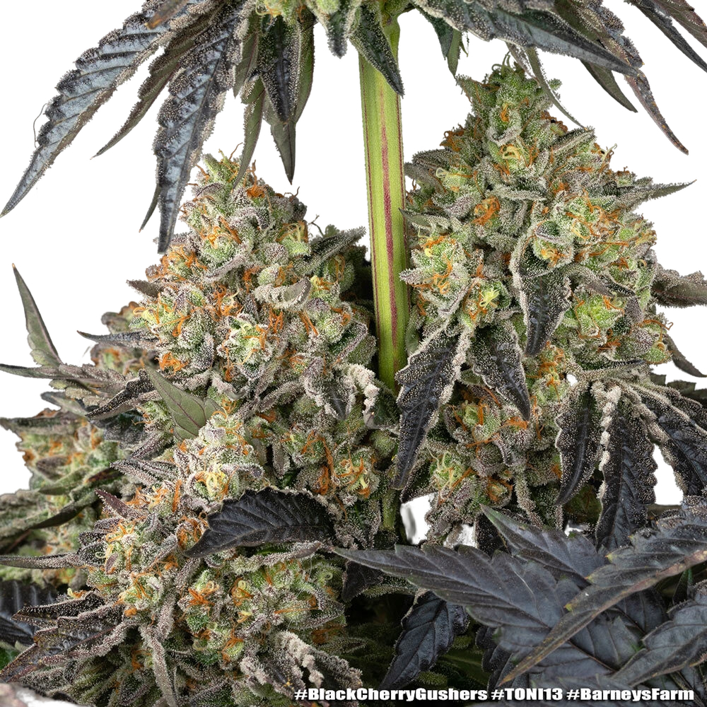 Black Cherry Gushers | PHOTOFEM | Barneys Farm - Freigestellt 2026-05-31