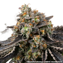 Black Cherry Gushers | PHOTOFEM | Barneys Farm - Freigestellt 2026-05-31