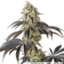 Black Cherry Gushers | PHOTOFEM | Barneys Farm - Freigestellt 2026-05-31