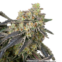 Black Cherry Gushers | PHOTOFEM | Barneys Farm - Freigestellt 2026-05-31