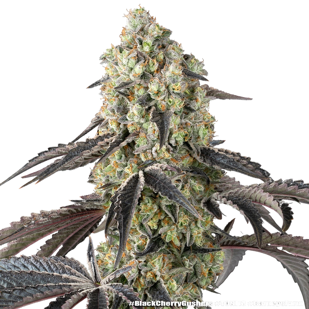 Black Cherry Gushers | PHOTOFEM | Barneys Farm - Freigestellt 2026-05-31