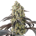 Black Cherry Gushers | PHOTOFEM | Barneys Farm - Freigestellt 2026-05-31