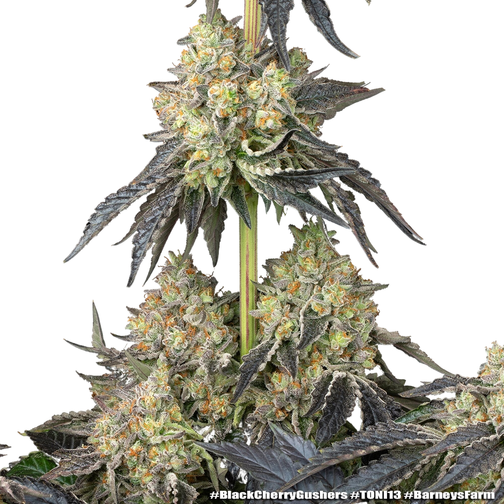 Black Cherry Gushers | PHOTOFEM | Barneys Farm - Freigestellt 2026-05-31