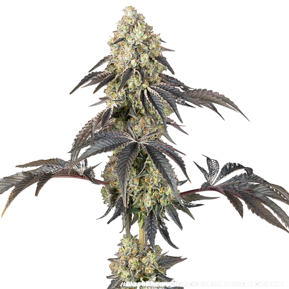 Black Cherry Gushers | PHOTOFEM | Barneys Farm - Freigestellt 2026-05-31