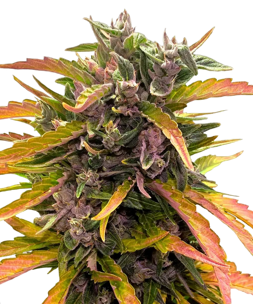 Gorilla Glue | AUTOFEM | Barneys Farm - Freigestellt 2026-05-31