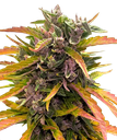 Gorilla Glue | AUTOFEM | Barneys Farm - Freigestellt 2026-05-31