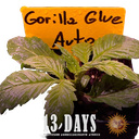 Gorilla Glue | AUTOFEM | Barneys Farm - Freigestellt 2026-05-31