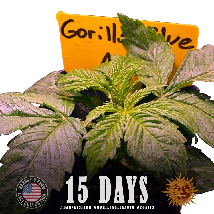 Gorilla Glue | AUTOFEM | Barneys Farm - Freigestellt 2026-05-31