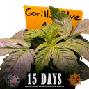 Gorilla Glue | AUTOFEM | Barneys Farm - Freigestellt 2026-05-31