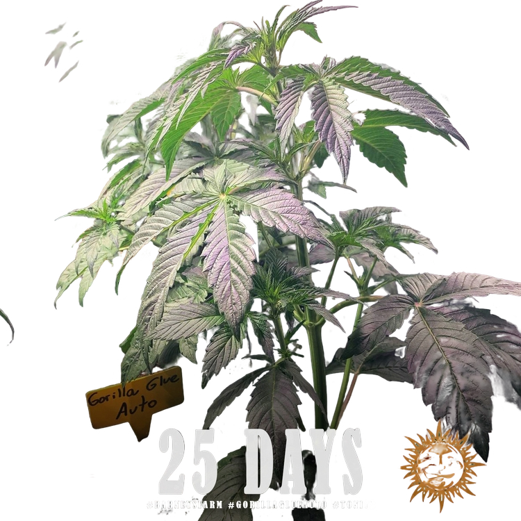 Gorilla Glue | AUTOFEM | Barneys Farm - Freigestellt 2026-05-31