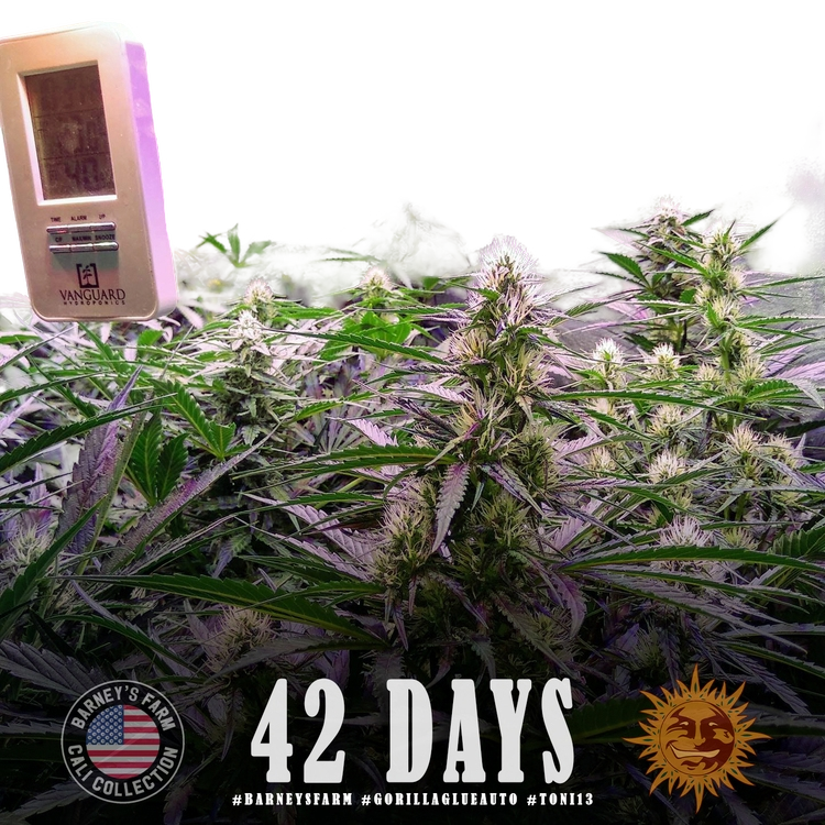 Gorilla Glue | AUTOFEM | Barneys Farm - Freigestellt 2026-05-31