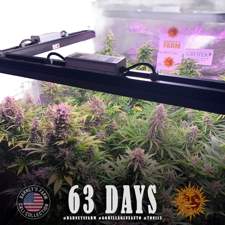 Gorilla Glue | AUTOFEM | Barneys Farm - Freigestellt 2026-05-31