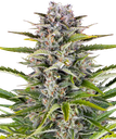 Gorilla Z | AUTOFEM | Barneys Farm - Freigestellt 2026-05-31