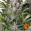 Gorilla Z | AUTOFEM | Barneys Farm - Freigestellt 2026-05-31