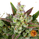 Gorilla Z | AUTOFEM | Barneys Farm - Freigestellt 2026-05-31