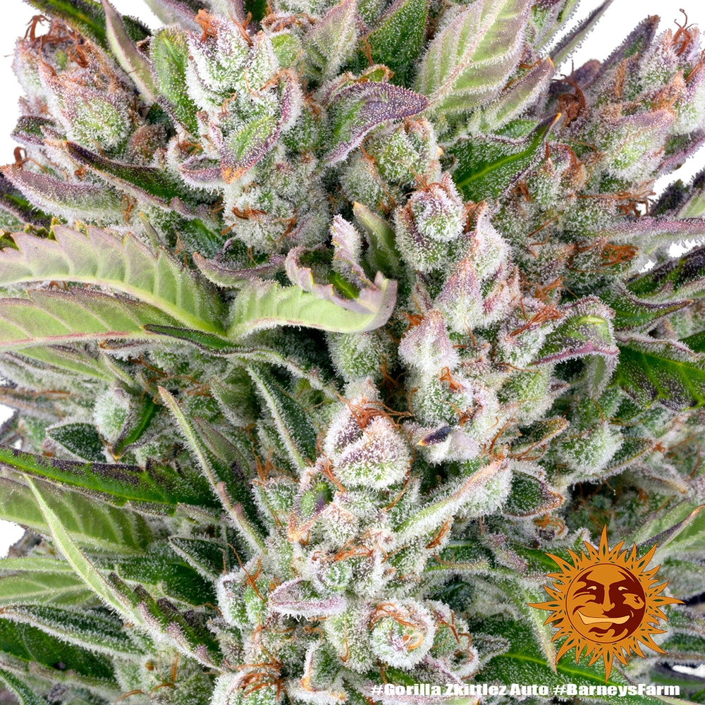 Gorilla Z | AUTOFEM | Barneys Farm - Freigestellt 2026-05-31