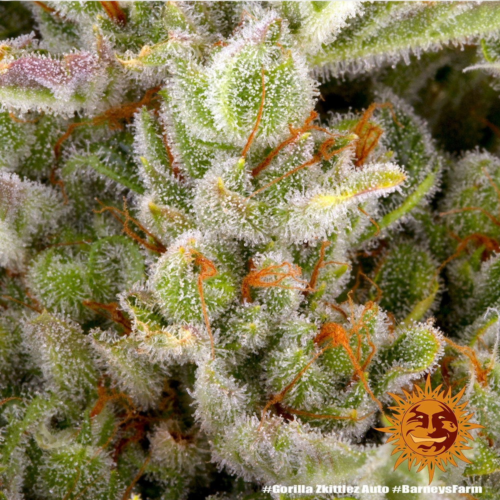 Gorilla Z | AUTOFEM | Barneys Farm - Freigestellt 2026-05-31
