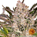 Gorilla Z | AUTOFEM | Barneys Farm - Freigestellt 2026-05-31