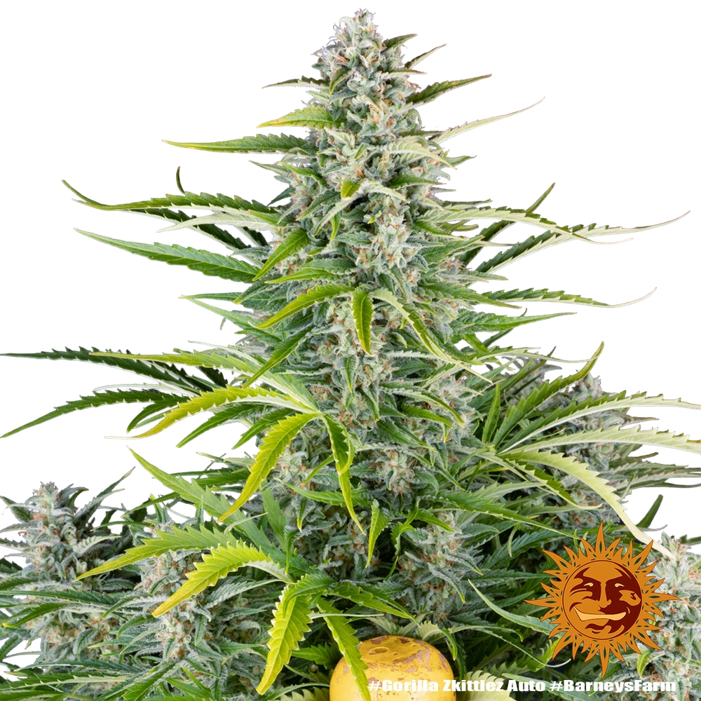 Gorilla Z | AUTOFEM | Barneys Farm - Freigestellt 2026-05-31