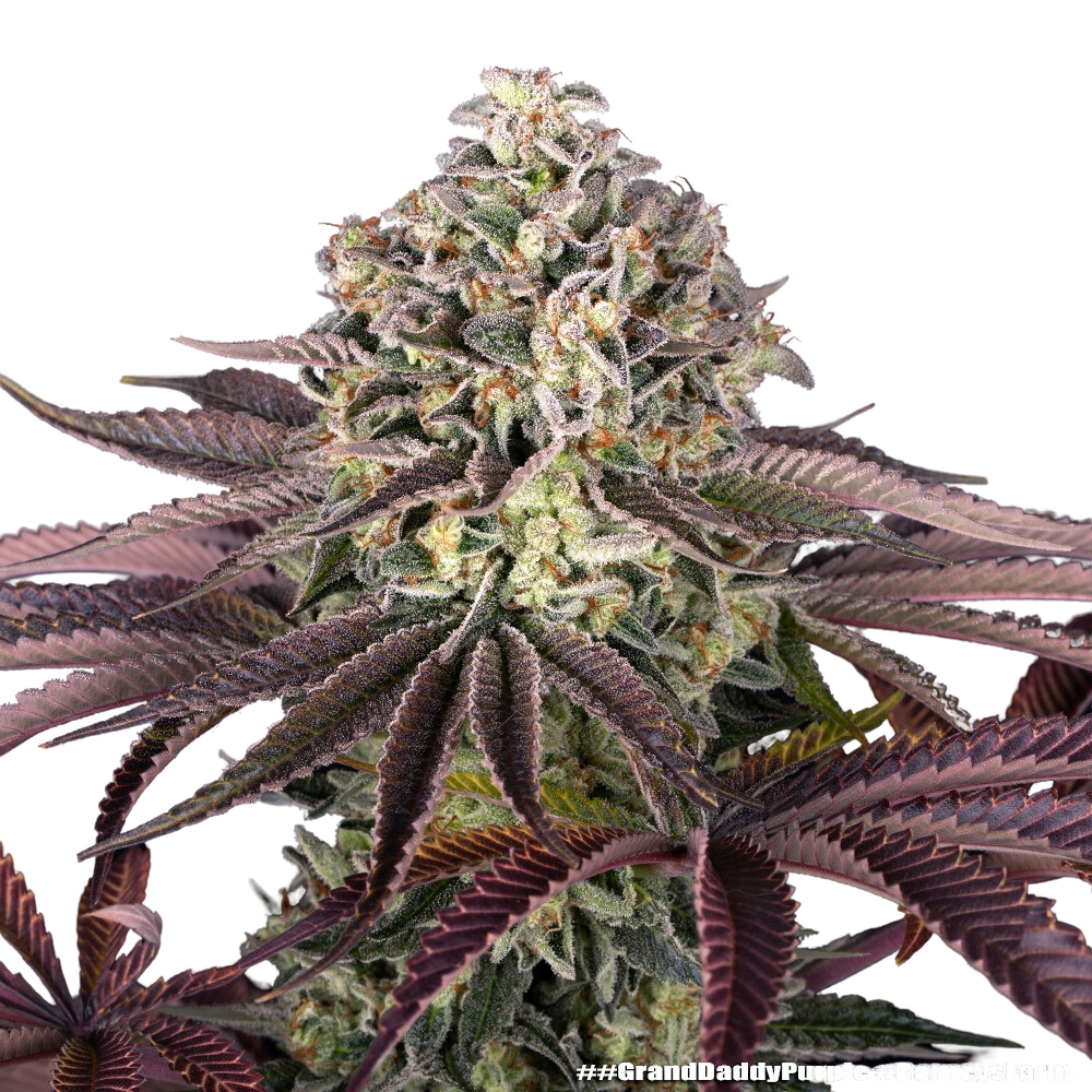 Granddaddy Purple | PHOTOFEM | Barneys Farm - Freigestellt 2026-05-31