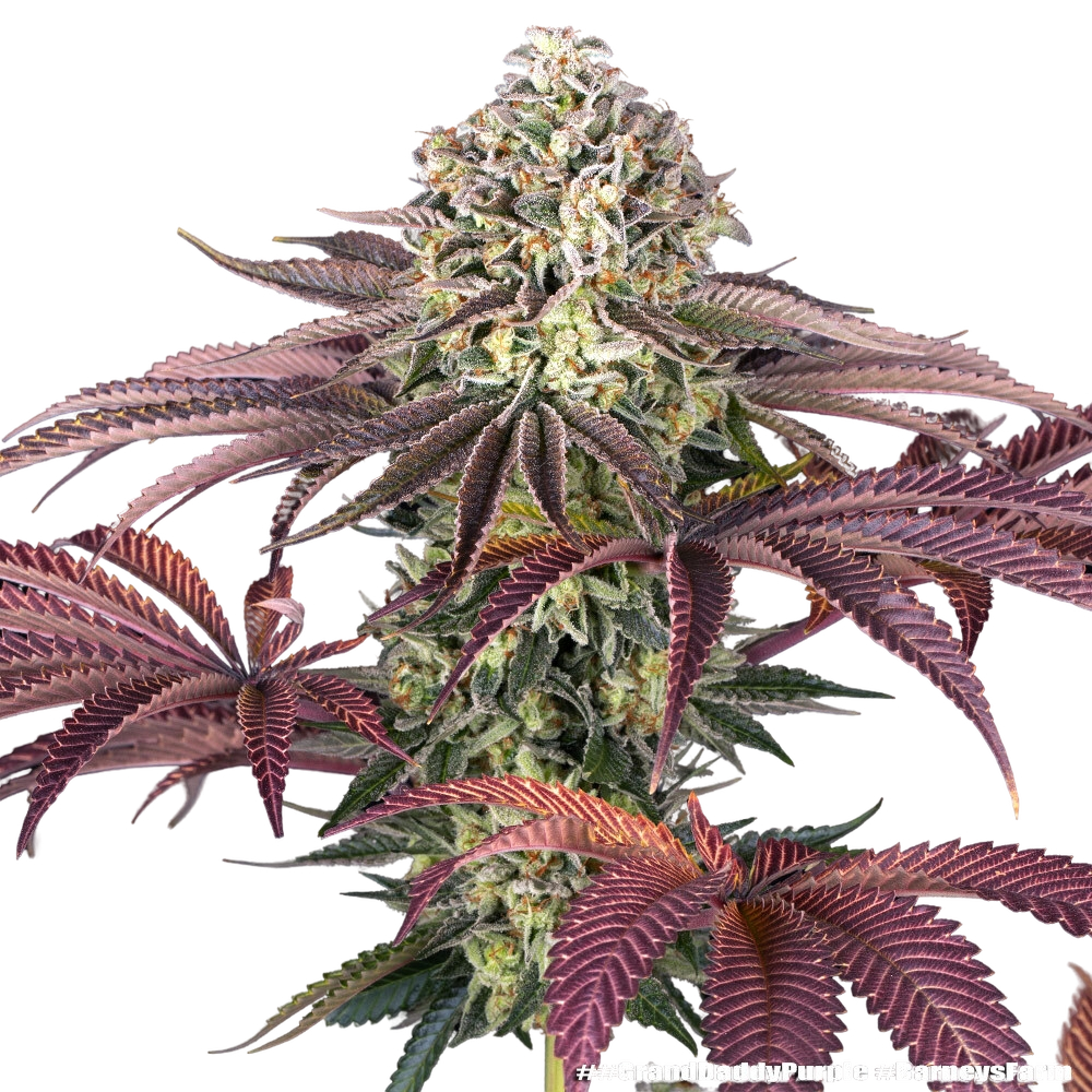 Granddaddy Purple | PHOTOFEM | Barneys Farm - Freigestellt 2026-05-31