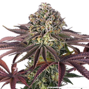 Granddaddy Purple | PHOTOFEM | Barneys Farm - Freigestellt 2026-05-31