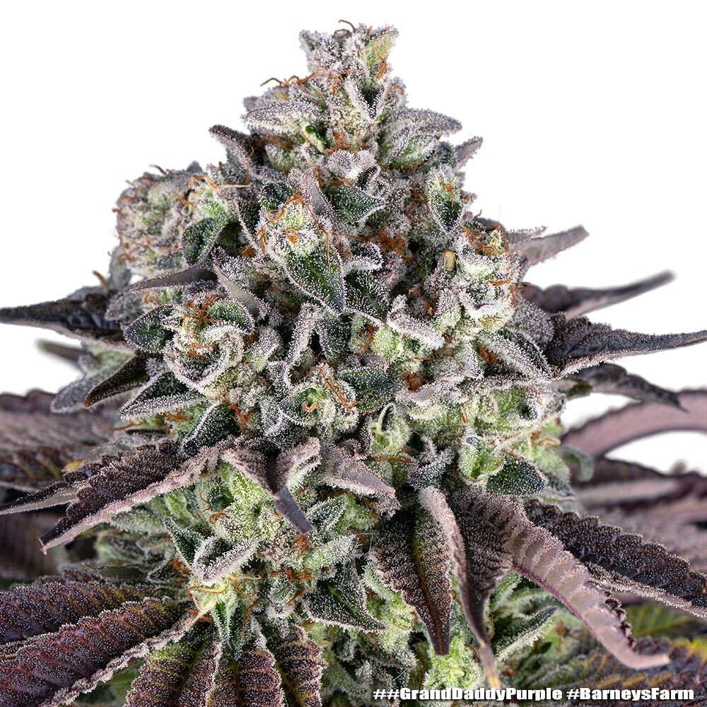 Granddaddy Purple | PHOTOFEM | Barneys Farm - Freigestellt 2026-05-31