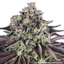 Granddaddy Purple | PHOTOFEM | Barneys Farm - Freigestellt 2026-05-31