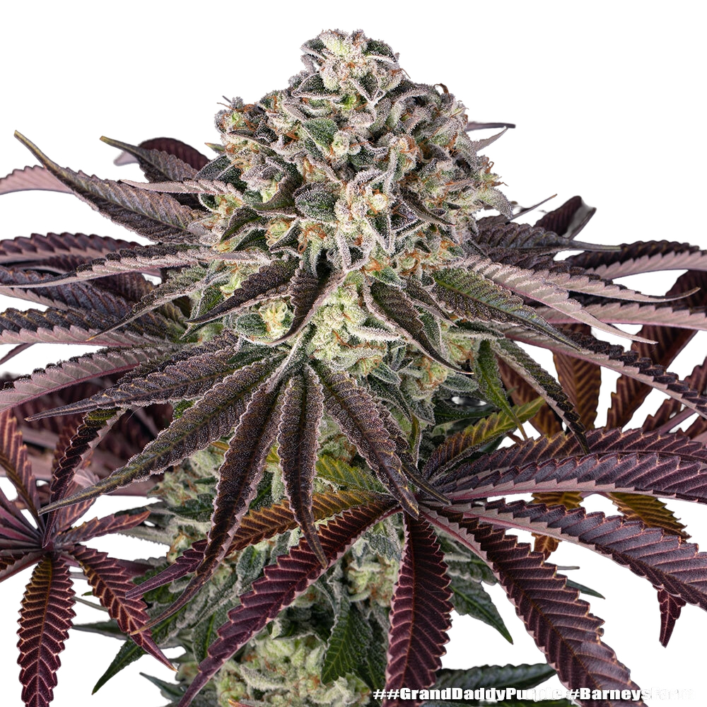 Granddaddy Purple | PHOTOFEM | Barneys Farm - Freigestellt 2026-05-31