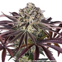 Granddaddy Purple | PHOTOFEM | Barneys Farm - Freigestellt 2026-05-31
