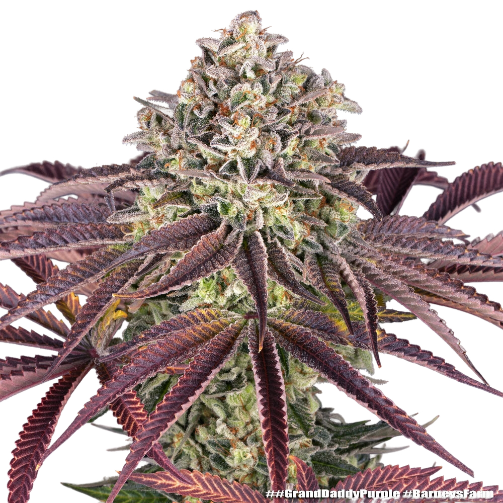 Granddaddy Purple | PHOTOFEM | Barneys Farm - Freigestellt 2026-05-31